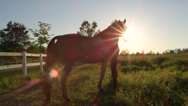 CERRAR: Hermoso caballo de la bahía oscura en un pasto en el campo de pradera grande al atardecer — Vídeo de stock