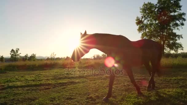 CERRAR: Hermoso caballo de la bahía oscura pastoreo y correr en el campo al atardecer — Vídeos de Stock