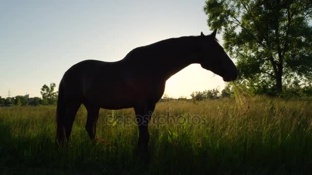 FERMER : Beau pâturage de chevaux de baie sombre dans un grand champ de prairie au coucher du soleil 