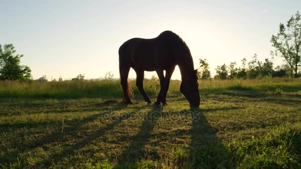 Närbild: Vackra mörka bay häst betesgång på landsbygden fältet vid solnedgången — Stockvideo