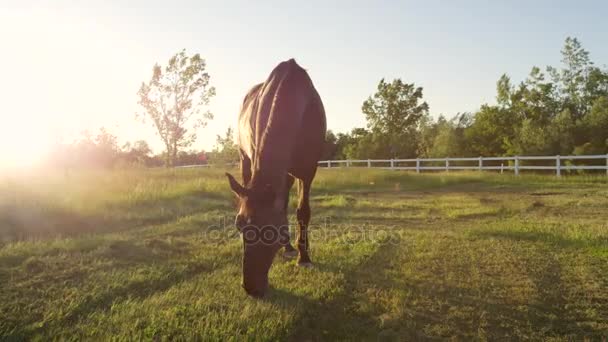 Zbliżenie: Oszałamiająca ciemny brązowy koń wypasu na pola pejzaż o zachodzie słońca — Wideo stockowe