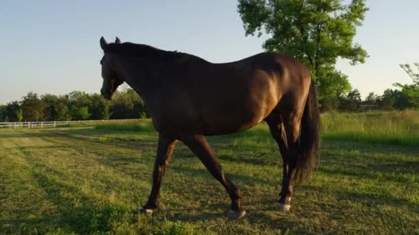 CLOSE UP: темно-коричневая лошадь, прогуливающаяся по сельскому полю на закате — стоковое видео