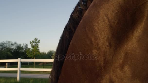 FECHAR-SE: Belo cavalo com casaco brilhante saudável e maine olhando para o pôr do sol — Vídeo de Stock