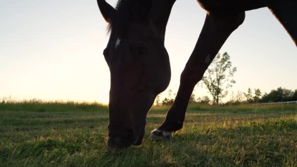 CLOSE UP LOW ANGLE: Прекрасний кінь дивиться на велике лугове поле на золотому заході сонця — стокове відео