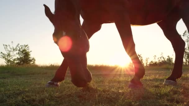 Низкий угол наклона: Мощная лошадь смотрит на большое луговое поле на золотой закат — стоковое видео
