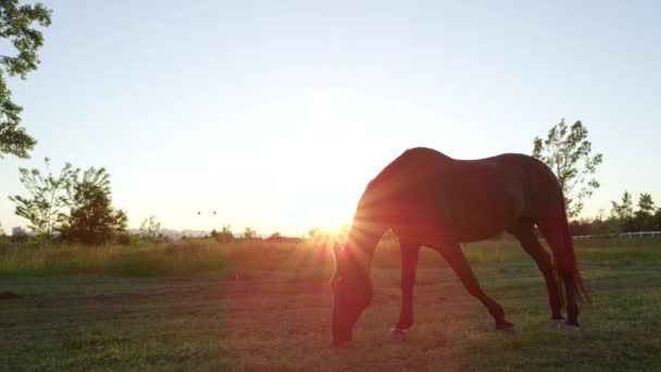 LOW MOTION: Belo cavalo marrom escuro pastando e correndo no campo de prados — Vídeo de Stock
