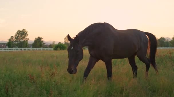 LOW MOTION: Grande cavalo elegante pastoreando no vasto campo de grama no pôr do sol dourado — Vídeo de Stock