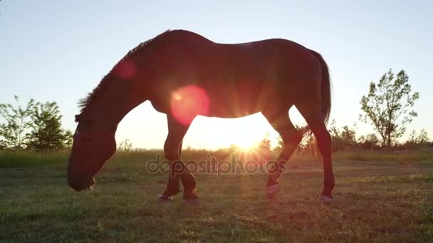 Close-up lage hoek: Sterke bruin paard staren op weide veld gouden zonsondergang — Stockvideo