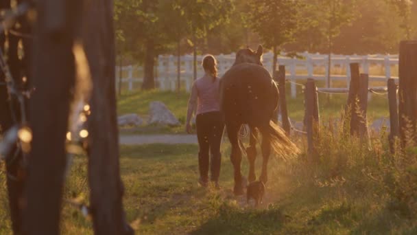 慢动作︰ 年轻女人牵一匹马从对草甸领域在阳光明媚的早晨 — 图库视频影像