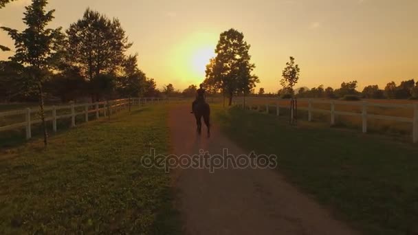 AERIAL: Female rider horseback riding a horse through fields at golden sunset — Stock Video