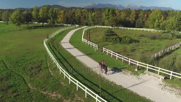 空中︰ 女性骑马强大种马在马牧场上字段之间 — 图库视频影像