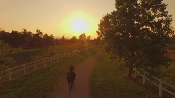 Antenne: Cowgirl paardrijden een groot paard door velden bij gouden zonsondergang — Stockvideo