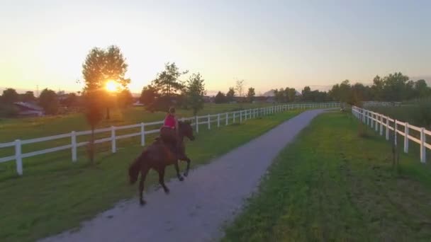 Antena: Piękne wałach cantering wzdłuż pól na wieczór słoneczny — Wideo stockowe