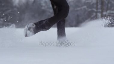 Ağır çekim: Dark horse derin rağmen çalışan sıçramasına kar taneleri kışın kar