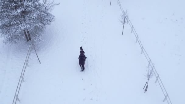Antenne: Jonge vrouw paardrijden onder besneeuwde velden in winter wonderland — Stockvideo