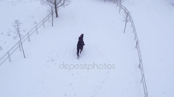 AERIAL: Female horseback riding big horse on snowy field in winter wonderland — Stock Video