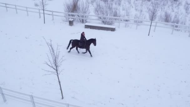 AERIAL: Girl horseback riding strong horse on snowy field in winter wonderland — Stock Video