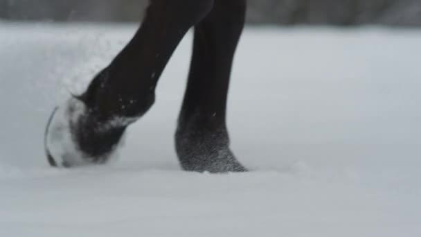 MOVIMIENTO Lento CERRAR: Caballo oscuro caminando en manta de nieve profunda en invierno blanco — Vídeos de Stock