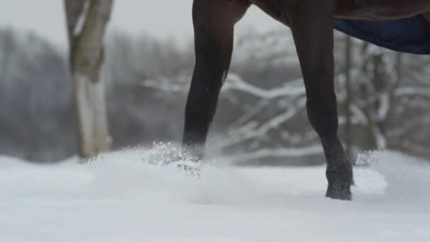 LOW MOTION: Garanhão da baía escura andando sobre cobertor de neve profunda no inverno branco — Vídeo de Stock