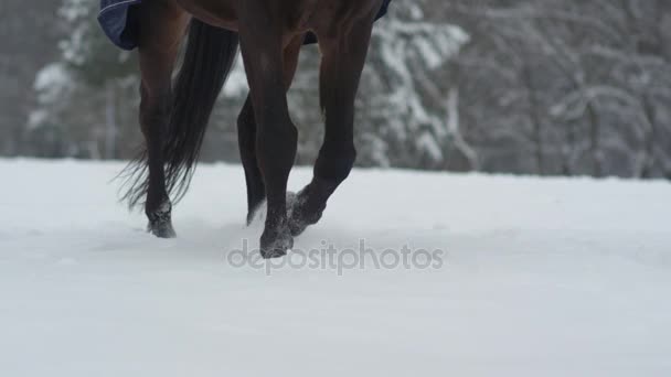 LOW MOTION: Cavalo escuro correndo em neve profunda no lindo país das maravilhas do inverno — Vídeo de Stock