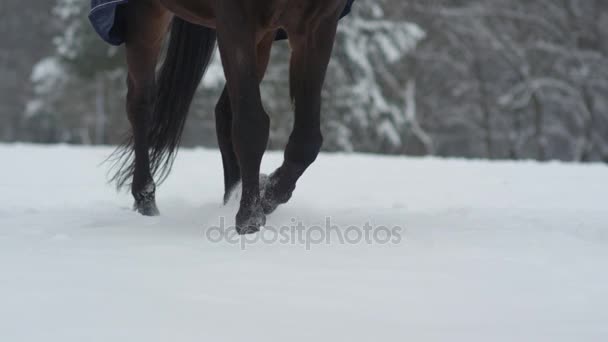 MOTION LENT : Cheval foncé courant dans la neige profonde dans le beau pays des merveilles hivernales — Video