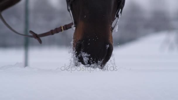 CLOSE UP: Dark bay horse playing with fresh snow in beautiful white winter — Stock Video