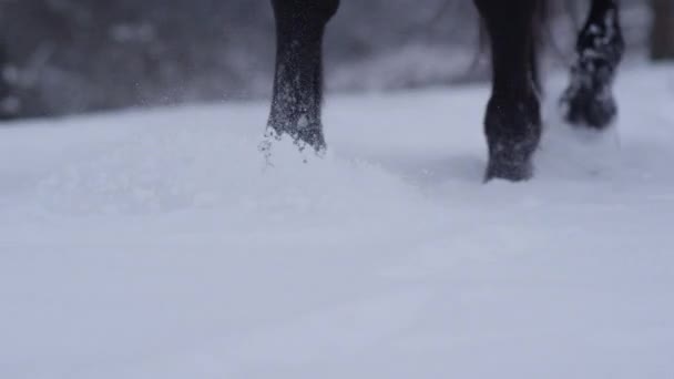 SLOW MOTION CLOSEUP: Wild dark horse walking through deep snow blanket in winter — Stock Video