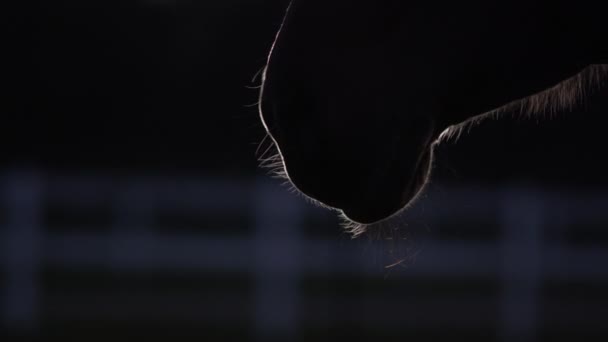 Chiudere: vapore caldo che esce dalle narici del cavallo mentre soffia aria — Video Stock