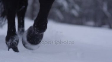 Ağır çekim portre: yumuşak kar battaniye ile soğuk kış aylarında yürüyüş vahşi at