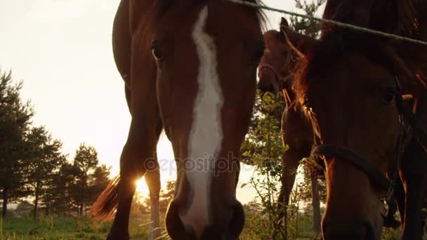 Медленное движение, близко: Красивая любопытная семья лошадей нюхает и наблюдает — стоковое видео