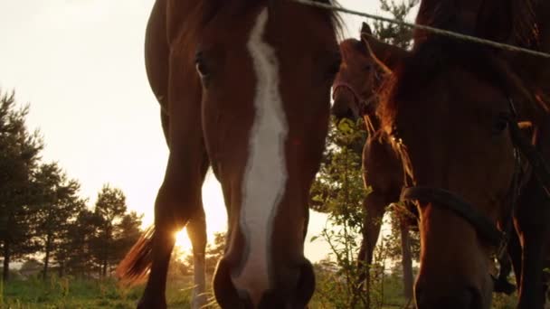 SLOW MOTION, CLOSE UP: Beautiful curious horse family sniffing and observing — Stock Video