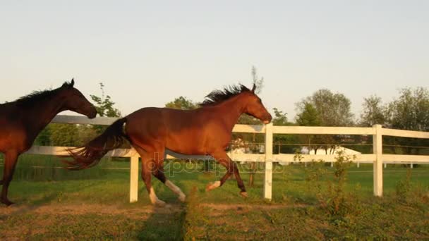 MOTION SLOW : Troupeau de jeunes chevaux courant sur le pré au coucher du soleil doré — Video