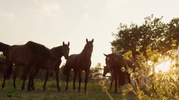 MOTION DE LENT : Troupeau de jeunes chevaux debout sur le pré au coucher du soleil doré — Video