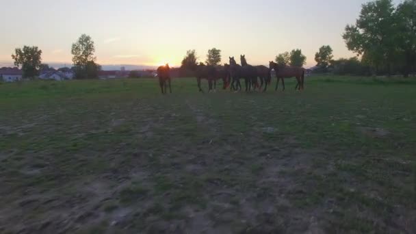 AERIAL, CLOSE UP: Mares brincando e correndo no campo de pastagem no rancho de cavalos — Vídeo de Stock