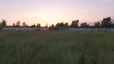 Hava: Güçlü karanlık çalıştıran ve uzun çimenlerin üzerinde at çiftliği oynayan atlar