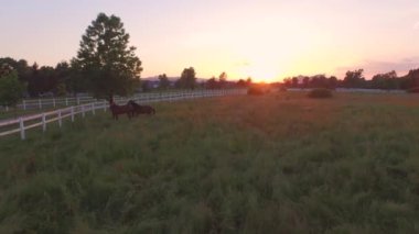 Hava: çalışan ve uzun çimenlerin üzerinde at çiftliği oynayan karanlık defne kısraklar