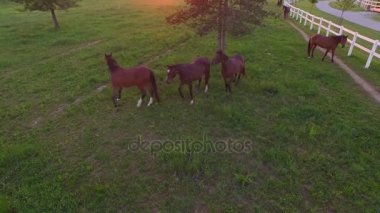 Anteni: Kahverengi at serbestçe at çiftliği çayır alanında çalışan büyük sürüsü