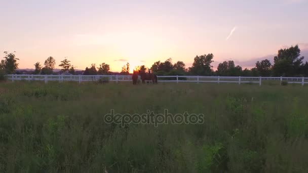 AERIAL: Cavalos escuros fortes correndo e jogando em grama alta no rancho de cavalos — Vídeo de Stock