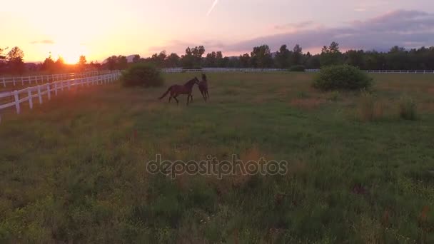 AERIAL: Caballos de color marrón oscuro corriendo y jugando en hierba alta en rancho de caballos — Vídeo de stock