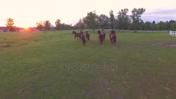 Большая группа лошадей свободно бегает по лугу на лошадином ранчо. — стоковое видео