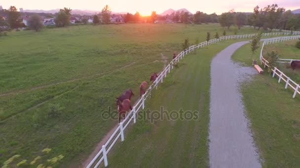 AEREO: Bella baia buia e cavalli di castagno passeggiando lungo il recinto sul campo — Video Stock