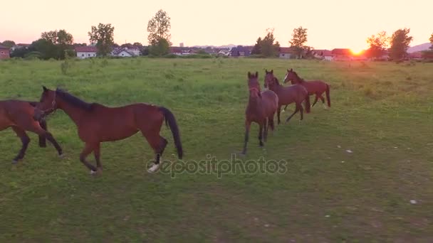 Luftaufnahme: Große Gruppe junger Pferde auf großer Weide auf Pferderanch