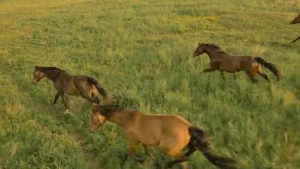 Légi: Barna ló állomány cantering a mező zöld fű a korai napsütéses reggel