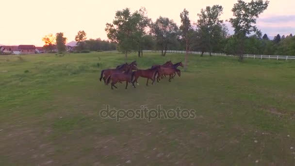 AÉRIEN : Grand groupe de curieux chevaux bruns qui courent sur le pré 