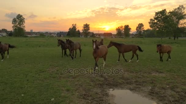 AERIAL, CERRAR: grupo de caballos marrones caminando en el campo de hierba después de la tormenta — Vídeo de stock