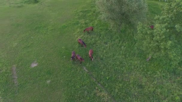 AERIAL: Группа домашних лошадей, пасущихся на лугу на лошадином ранчо — стоковое видео