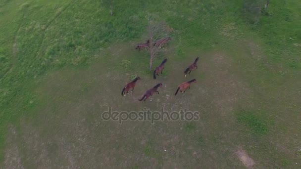 AERIAL: Numerosos grupos de caballos domésticos corriendo en el campo de prados en el rancho de caballos — Vídeos de Stock
