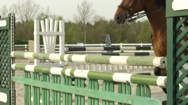 LOW MOTION: Showjumping cavalo batendo uma cerca e um pólo cai no paddock — Vídeo de Stock