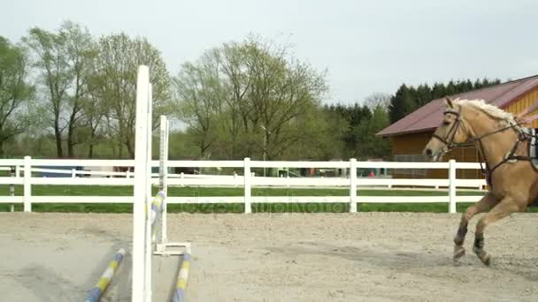 Movimiento lento: Joven jinete saltando showjumping curso en el centro de caballos grandes — Vídeos de Stock