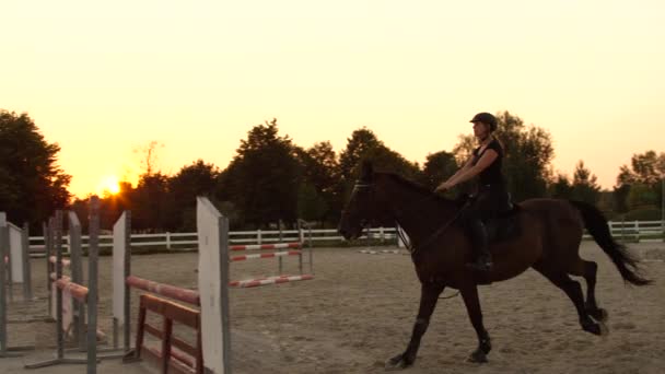 Жінка гонщик має урок зі стрибком з конем на золотому літньому заході сонця — стокове відео